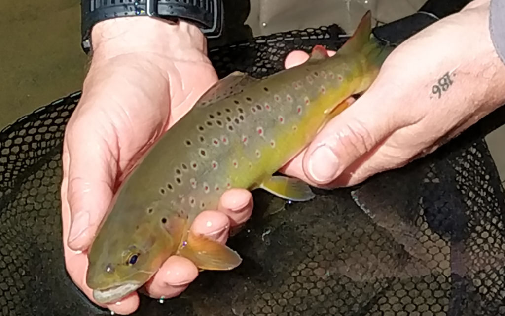 Photo of Thirkleby Brown Trout